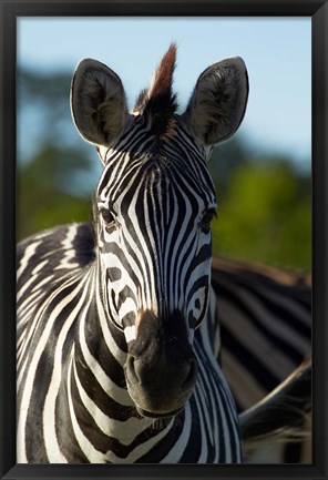 Framed Chapman&#39;s zebra, Hwange National Park, Zimbabwe, Africa Print