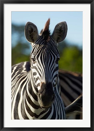 Framed Chapman&#39;s zebra, Hwange National Park, Zimbabwe, Africa Print