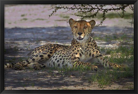 Framed Cheetah,Acinonyx jubatus, Nxai Pan NP, Botswana, Africa Print