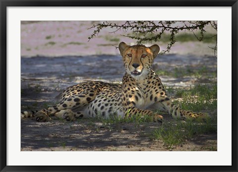 Framed Cheetah,Acinonyx jubatus, Nxai Pan NP, Botswana, Africa Print