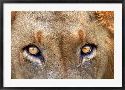 Framed Close-up of Male Lion, Kruger National Park, South Africa. Print