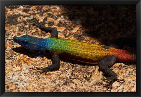 Framed Common flat lizard on Malindidzimu hill, Matobo NP, Zimbabwe, Africa Print