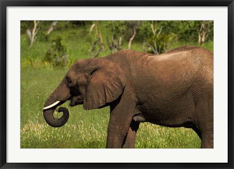 Framed Elephant drinking, Hwange NP, Zimbabwe, Africa Print