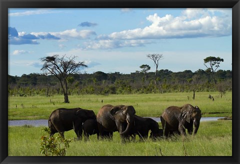 Framed Elephant, Zimbabwe Print