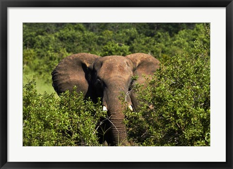 Framed Elephant, Hwange National Park, Zimbabwe, Africa Print