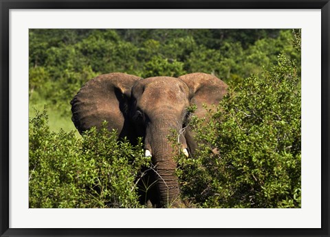 Framed Elephant, Hwange National Park, Zimbabwe, Africa Print