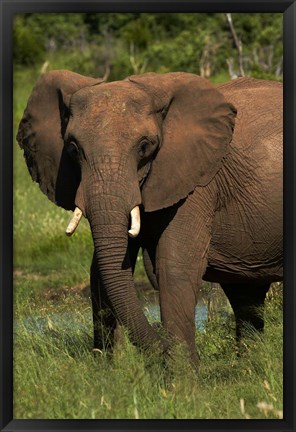 Framed Elephant, Hwange NP, Zimbabwe, Africa Print