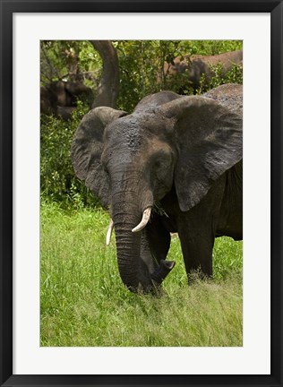 Framed Elephant, Kruger NP, South Africa Print