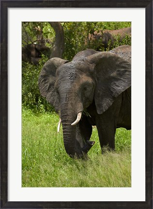 Framed Elephant, Kruger NP, South Africa Print