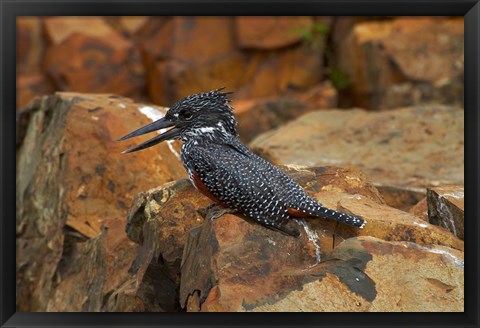 Framed Giant Kingfisher, Megaceryle maxima, Kruger NP, South Africa Print