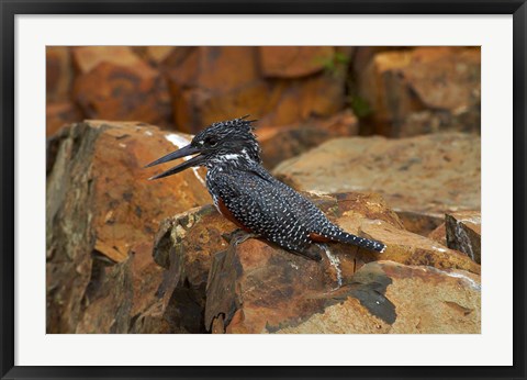 Framed Giant Kingfisher, Megaceryle maxima, Kruger NP, South Africa Print