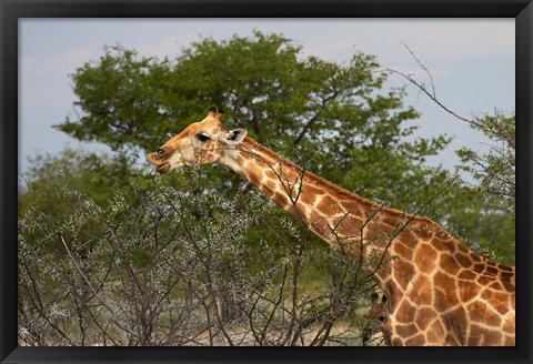 Framed Giraffe, Namibia Print