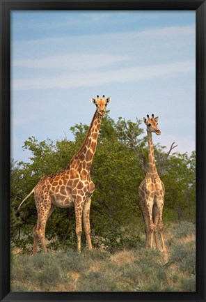 Framed Giraffe, Etosha National Park, Namibia Print