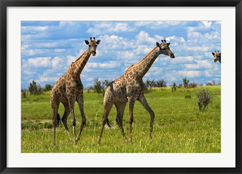 Framed Giraffe, Nxai Pan National Park, Botswana, Africa Print