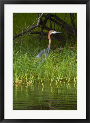 Framed Goliath Heron along the Zambezi River, Zimbabwe, Africa Print