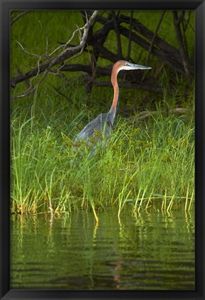 Framed Goliath Heron along the Zambezi River, Zimbabwe, Africa Print