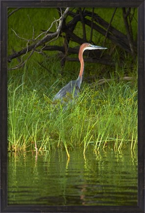 Framed Goliath Heron along the Zambezi River, Zimbabwe, Africa Print