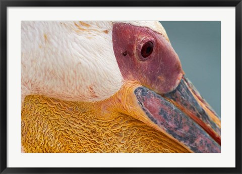 Framed Great White Pelican, Walvis Bay, Namibia Print