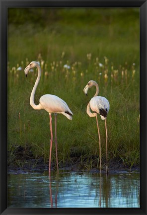 Framed Greater Flamingoes, Nyae Nyae Conservancy, near Tsumkwe, Namibia Print