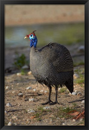 Framed Helmeted Guineafowl Numida meleagris, Etosha NP, Namibia, Africa. Print