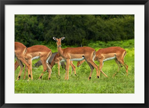 Framed Herd of Impala, by Chobe River, Chobe NP, Kasane, Botswana, Africa Print