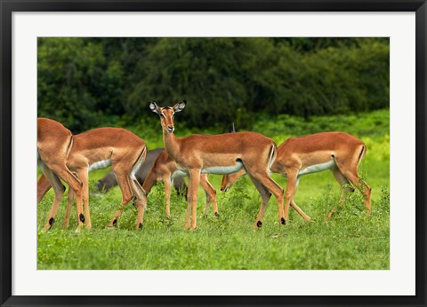 Framed Herd of Impala, by Chobe River, Chobe NP, Kasane, Botswana, Africa Print