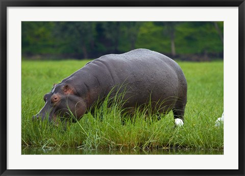 Framed Hippo and Cattle Egret by Chobe River, Chobe NP, Botswana, Africa Print