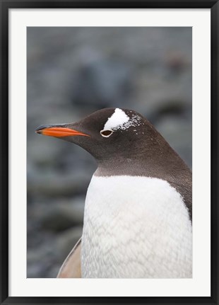 Framed Antarctica, Aitcho Islands, Gentoo penguin, beach Print