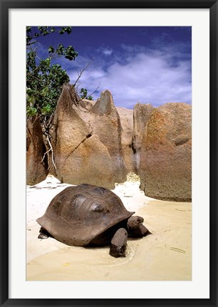 Framed Aldabran Giant Tortoise, Curieuse Island, Seychelles, Africa Print