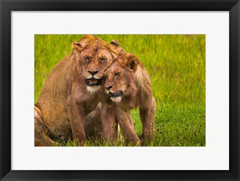 Framed African lions, Ngorongoro Conservation Area, Tanzania Print