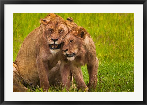 Framed African lions, Ngorongoro Conservation Area, Tanzania Print