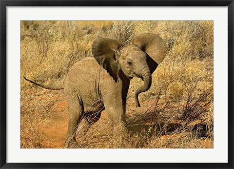 Framed Baby African Elephant, Samburu Game Reserve, Kenya Print