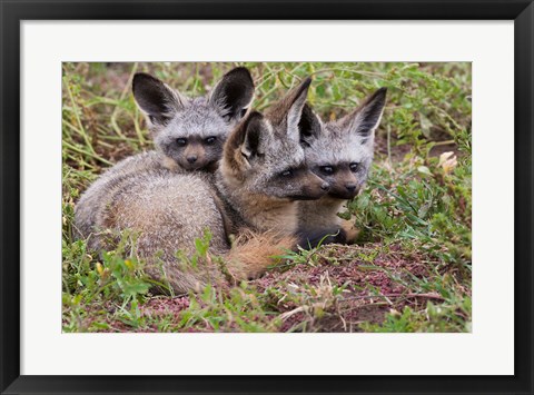 Framed Bat-eared foxes, Serengeti National Park, Tanzania Print