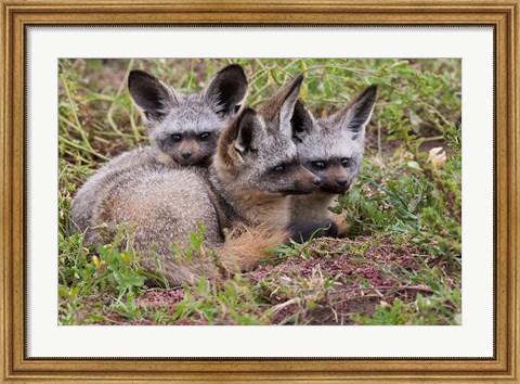 Framed Bat-eared foxes, Serengeti National Park, Tanzania Print