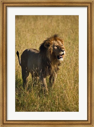 Framed Black maned male Lion, Panthera leo, Masai Mara, Kenya Print