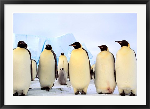 Framed Emperor Penguins, Atka Bay, Weddell Sea, Antarctica Print