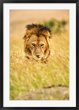 Framed Adult male lion, Panthera leo, Masai Mara, Kenya Print