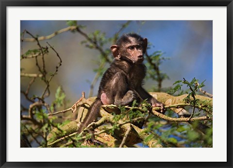 Framed Baby Olive Baboon, Lake Nakuru National Park, Kenya Print