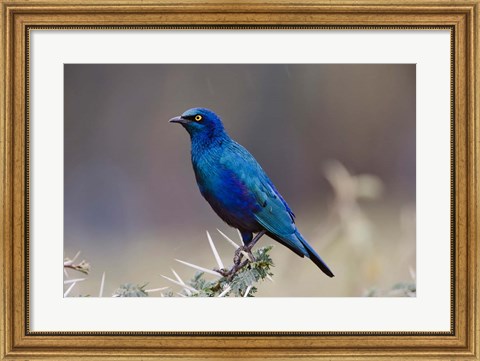 Framed Blue-eared Glossy Starling bird, Lake Nakuru NP, Kenya Print