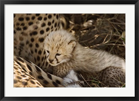 Framed Cheetah cub, Acinonyx jubatus, Masai Mara, Kenya Print