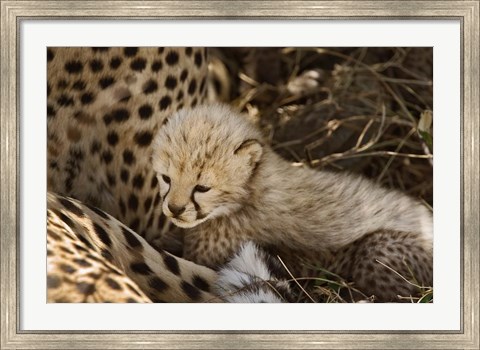 Framed Cheetah cub, Acinonyx jubatus, Masai Mara, Kenya Print