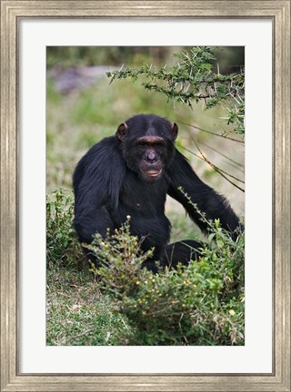 Framed Chimpanzee, Sweetwater Chimpanzee Sanctuary, Kenya Print