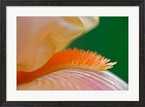 Framed Close-up of hybrid Bearded Iris flower, Louisville, KY Print