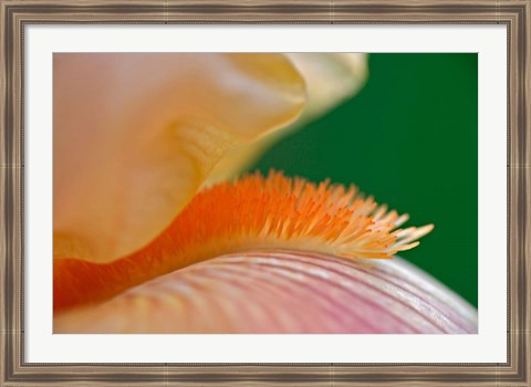 Framed Close-up of hybrid Bearded Iris flower, Louisville, KY Print