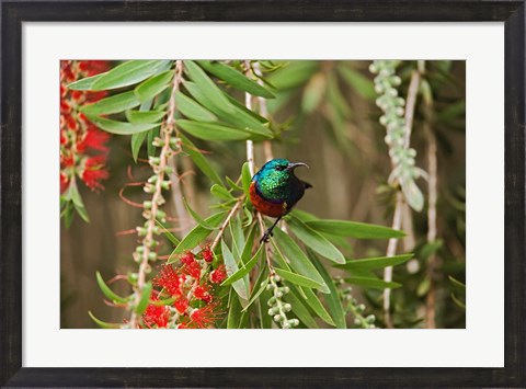 Framed Eastern Double-Collared Sunbird, Nyeri, Kenya Print