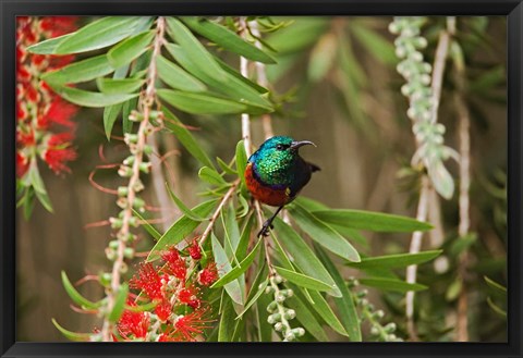 Framed Eastern Double-Collared Sunbird, Nyeri, Kenya Print