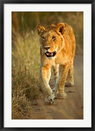 Framed Female Lion Walking At Sunset, Masai Mara, Kenya Print