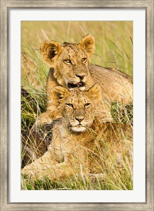 Framed Group of lion cubs, Panthera leo, Masai Mara, Kenya Print