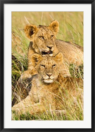 Framed Group of lion cubs, Panthera leo, Masai Mara, Kenya Print