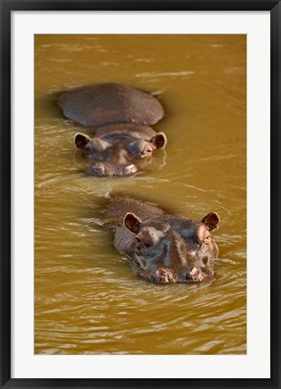 Framed Hippopotamus in river, Masai Mara, Kenya Print